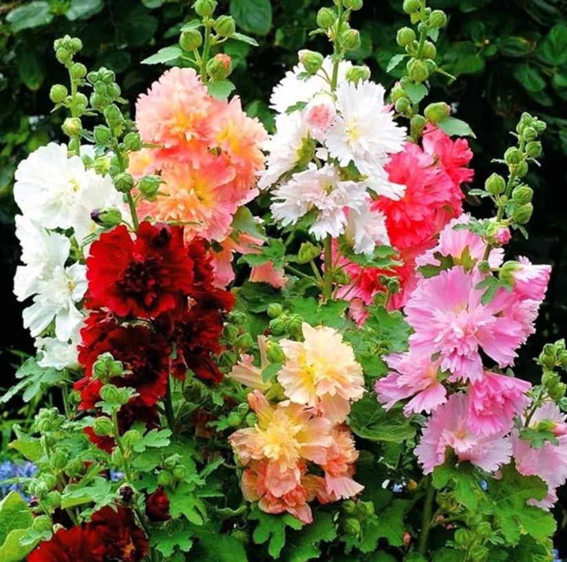 Alcea rosea 'Majorette Double' hollyhock