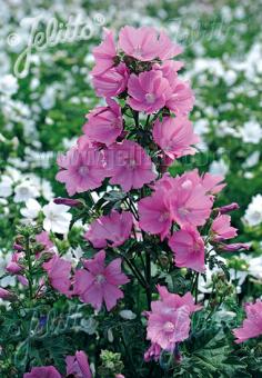 Malva alcea var. fastigiata (Hollyhock Mallow)