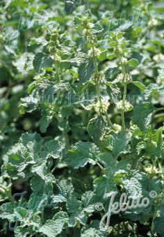 Marrubium vulgare (Horehound)