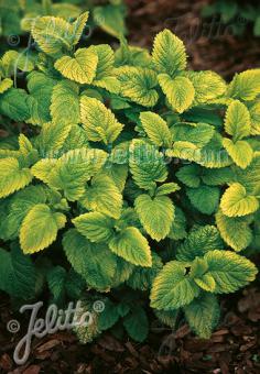 Melissa officinalis 'Gold Leaf' (Golden Lemon Balm)