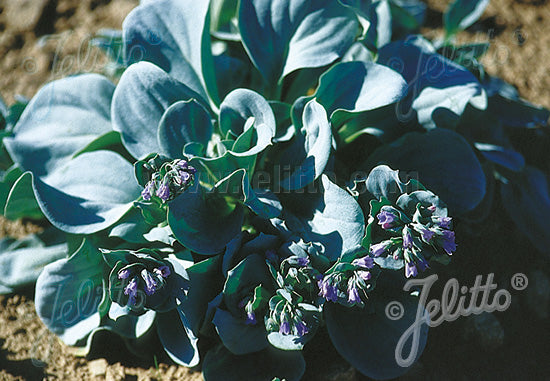 Mertensia maritima ssp. asiatica (Oysterleaf)