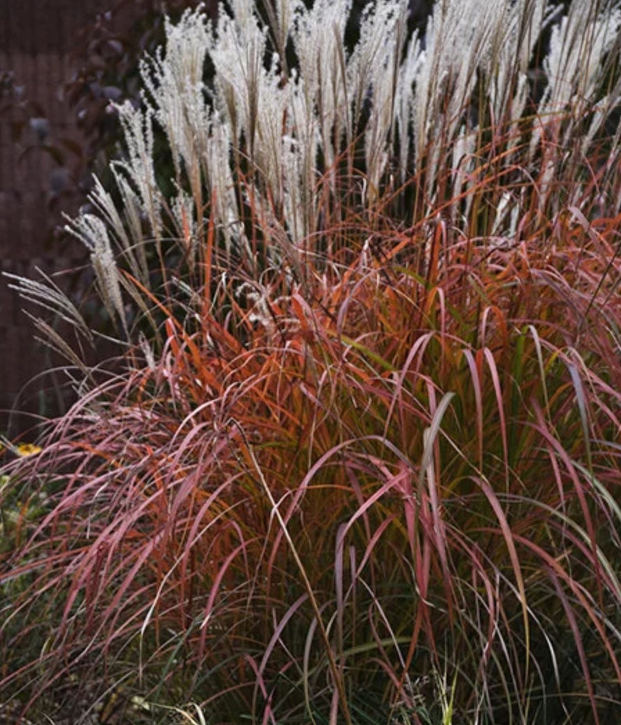 Miscanthus sinensis Fire Dragon