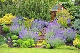 Nepeta 'Gray' (Catmint)