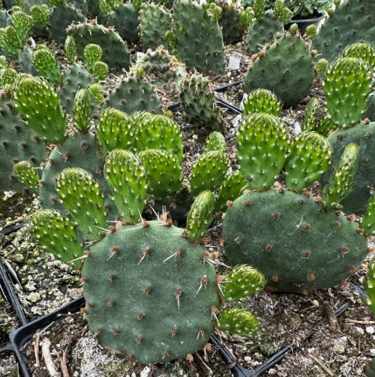 Opuntia humifusa