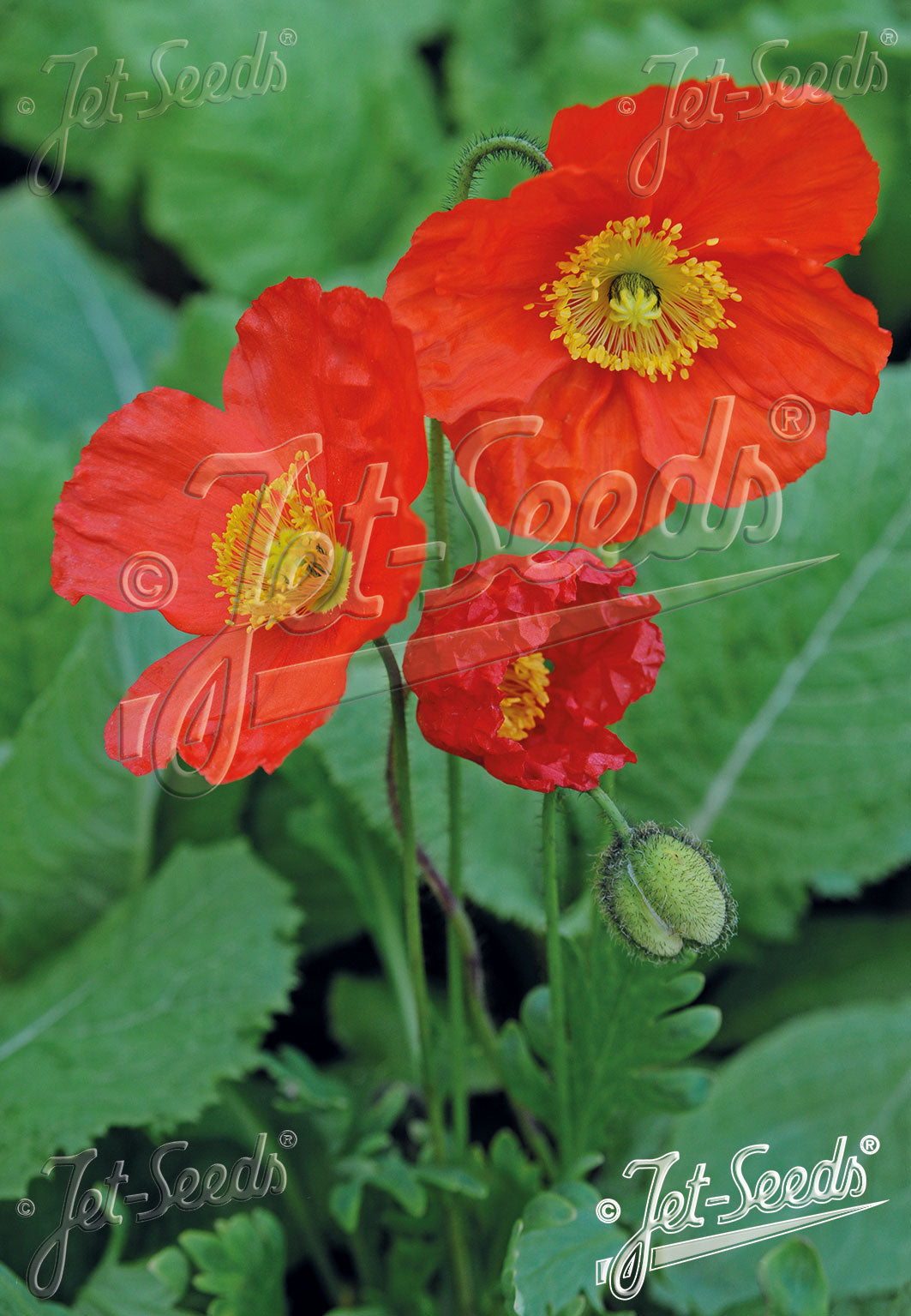 Papaver Nudicaule-Hybr Champagne Bubbles F1 Scarlet