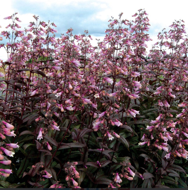 Penstemon 'Dark Towers' (Beardtongue)