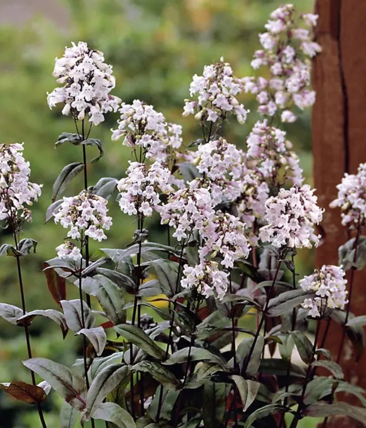 Penstemon 'Mystica'