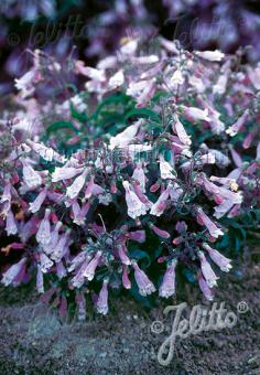 Penstemon hirsutus var. pygmaeus (Pygmy Hairy Beardtongue)