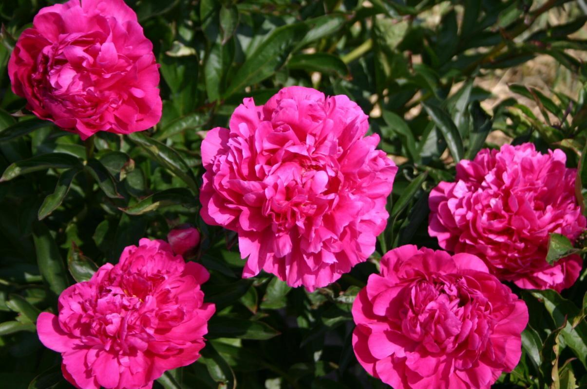 Paeonia 'Kansas' (Peony)
