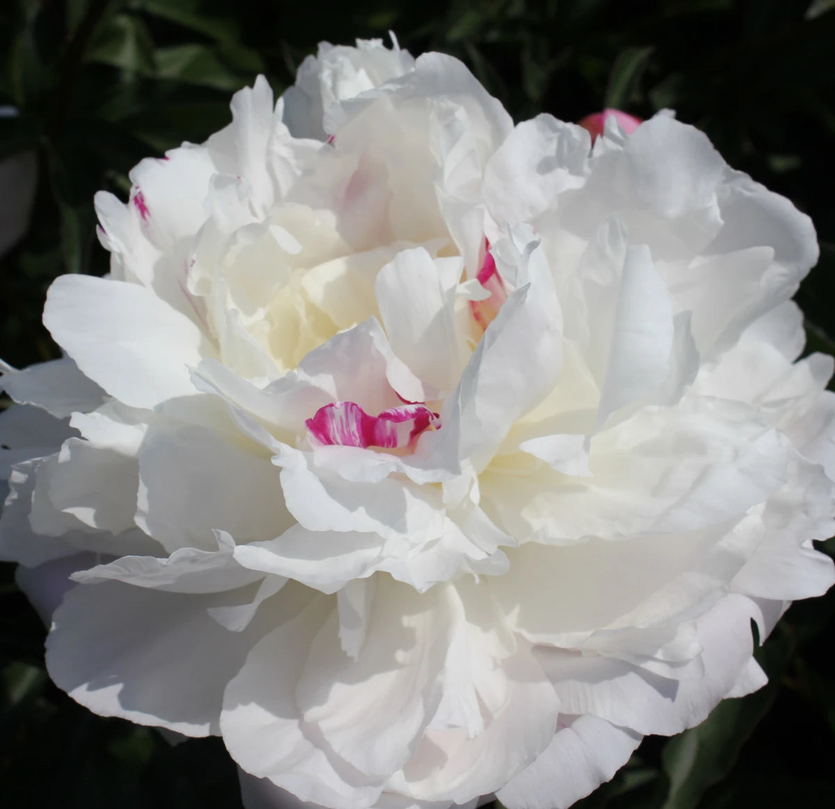 Paeonia 'Shirley Temple' (Peony)