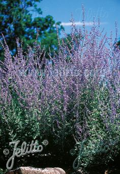Perovskia atriplicifolia (Russian Sage)