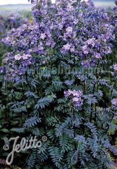 Polemonium yezoense 'Purple Rain Strain' (Jacob's Ladder)