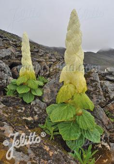 Rheum nobile (Noble Rhubarb)