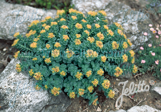 Rhodiola rosea (Golden Root or Rose Root)