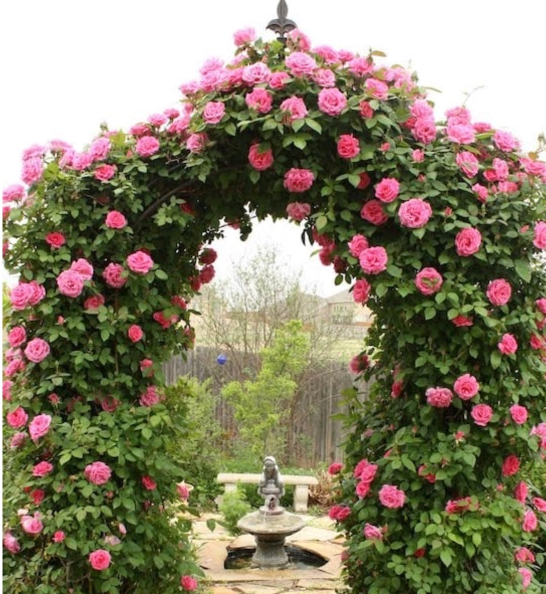 Rosa 'Antique 89' (Climbing Rose)