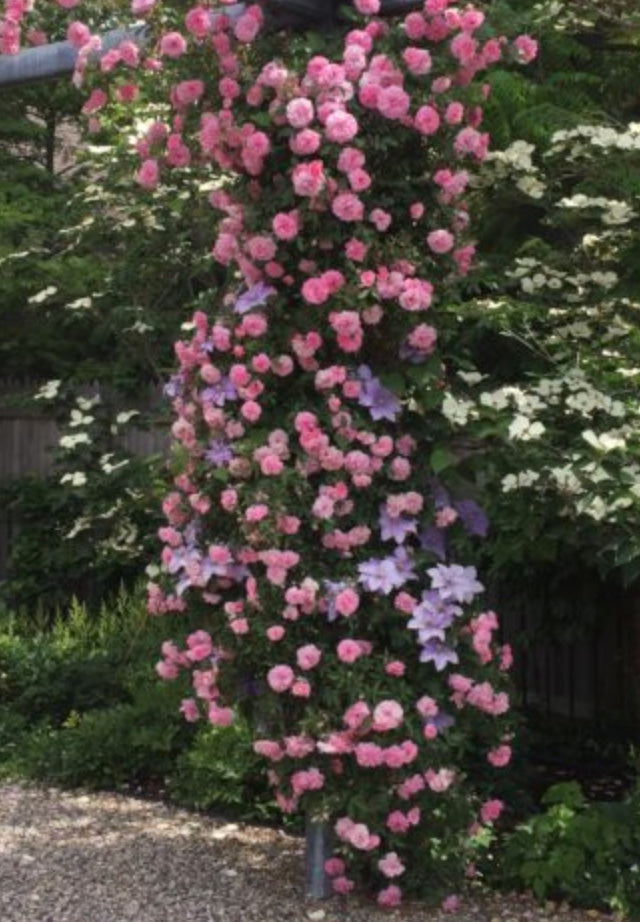 Rosa 'John Davis' (Climbing Rose)