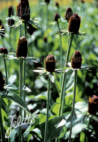 Rudbeckia occidentalis (Western Coneflower)