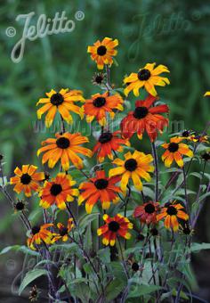 Rudbeckia triloba 'Prairie Glow' (Brown-Eyed Susan)