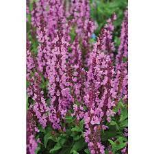 Salvia nemorosa Lyrical™ Rose (Woodland Sage)