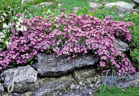 Saponaria ocymoides (Rock Soapwort)