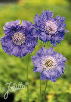 Scabiosa caucasica 'Fama Deep Blue' (Pincushion Flower)