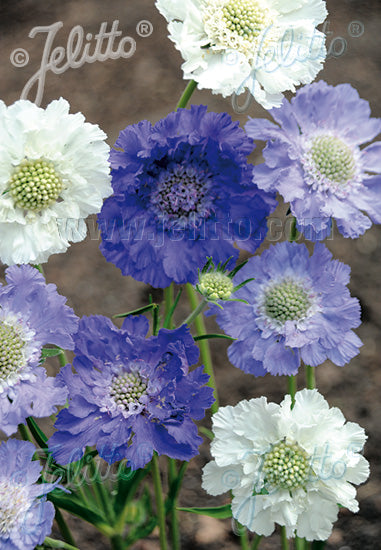 Scabiosa caucasica 'Isaac House Hybrids' (Pincushion Flower)