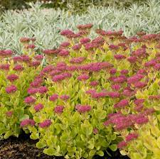 Sedum 'Neon' (Stonecrop)