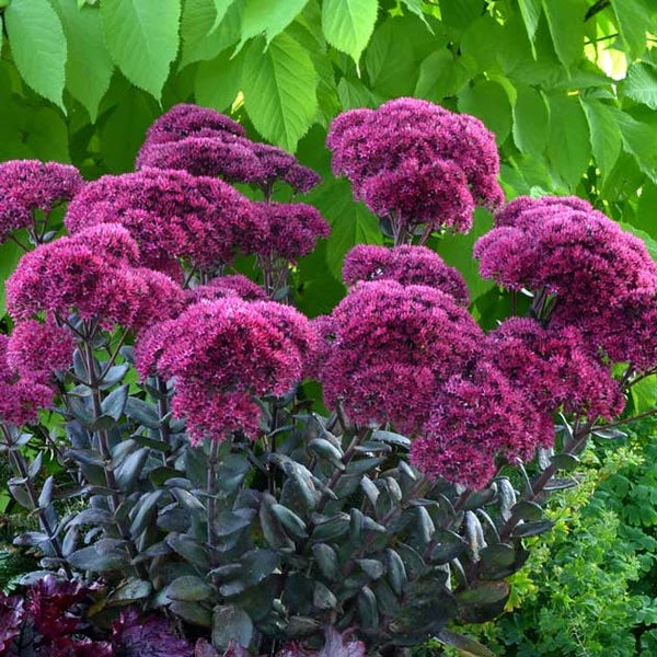 Sedum Thunderhead