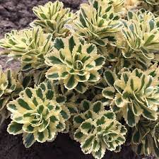 Sedum takesimense 'Atlantis™' (Stonecrop)