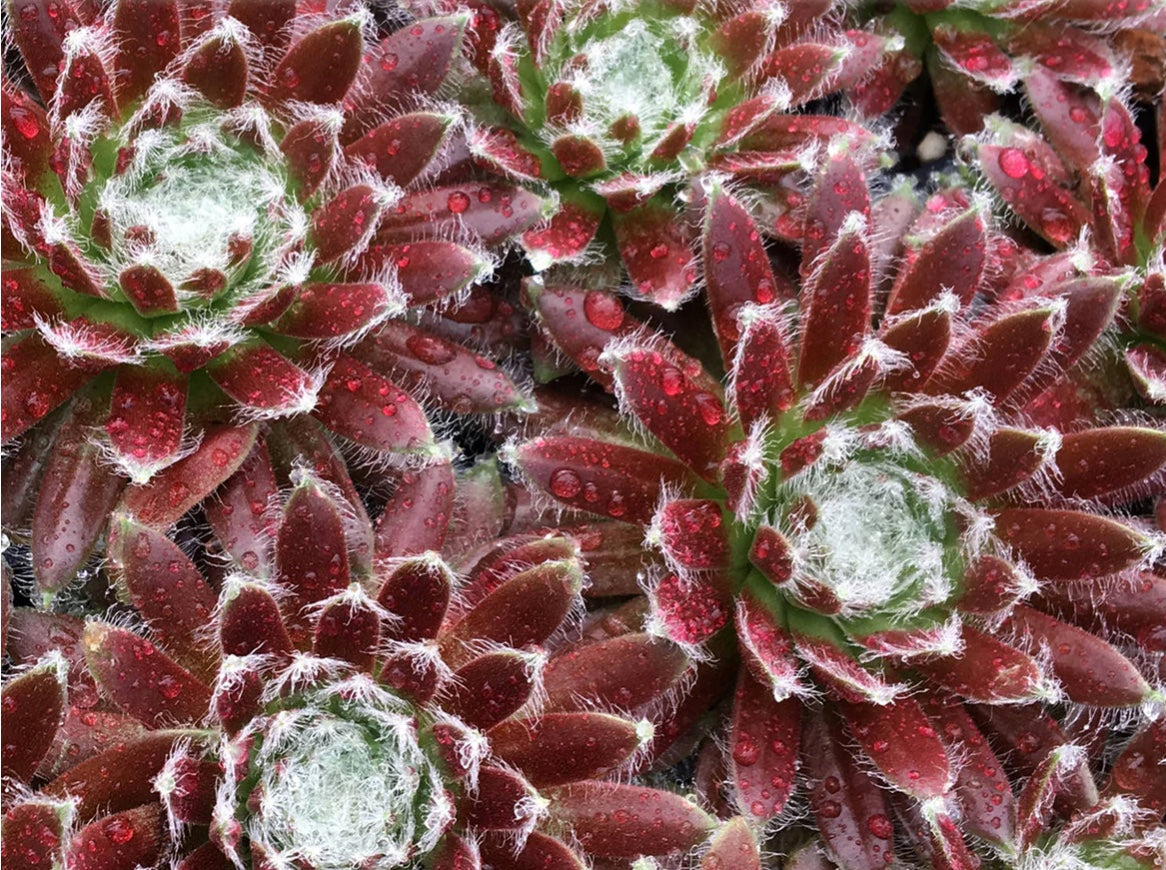 Sempervivum Cosmic Candy