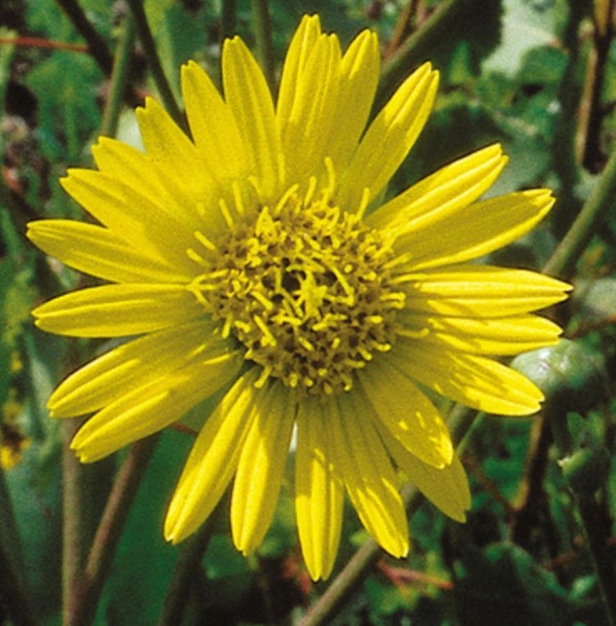 Silphium terebinthinaceum - Prairie Dock