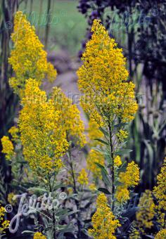 Solidago speciosa (Showy Goldenrod)