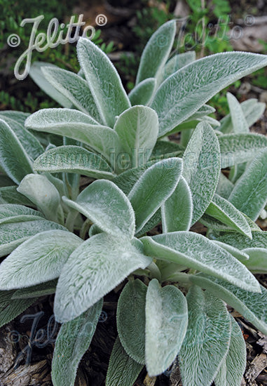 Stachys byzantina (Lamb's Ear)