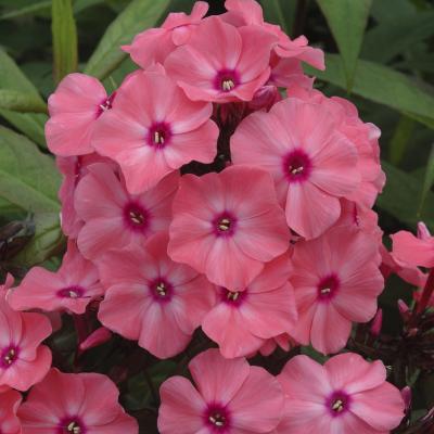 Phlox paniculata - Rose
