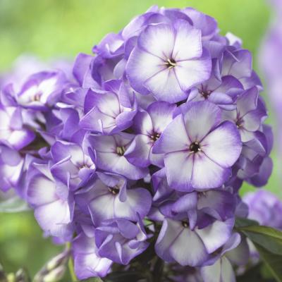 Phlox paniculata - Purple Bicolor