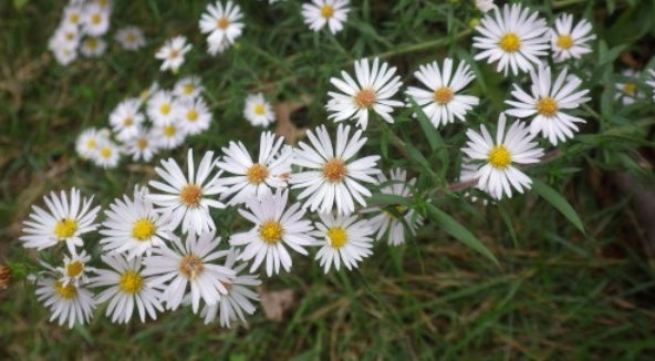 Symphyotrichum pilosum (Frost Aster)