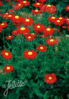 Tanacetum coccineum 'Robinson Red' (Painted Daisy)