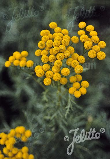 Tanacetum vulgare (Common Tansy)