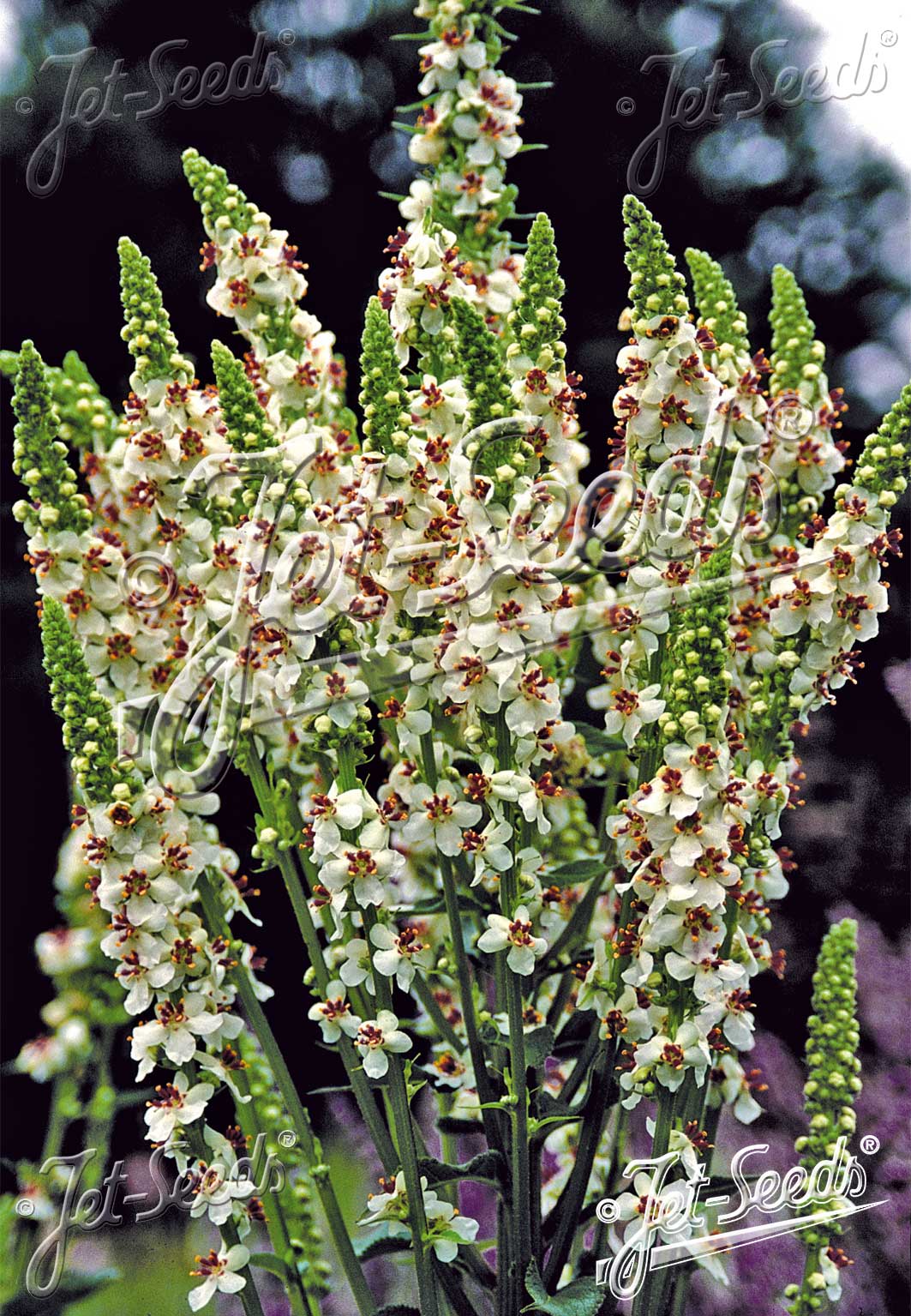 Verbascum chaixii f. album (White Mullein)