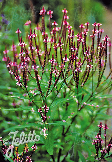 Verbena hastata 'Pink Spires' (Pink Spiked Vervain)