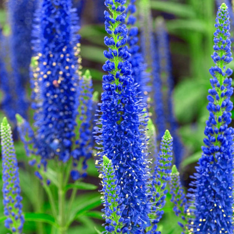 Veronica 'Blue Speedwell' (Spike Speedwell)