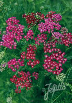 ACHILLEA millefolium 'Cassis'