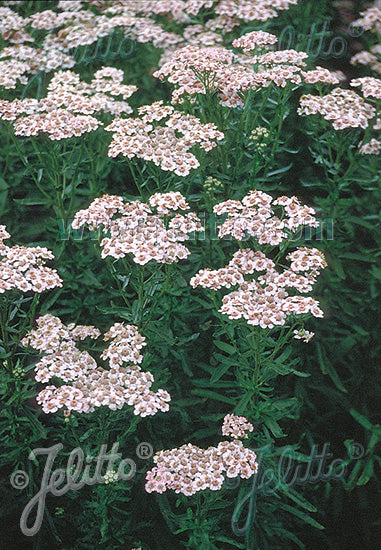 ACHILLEA sibirica ssp. camtschatica 'Love Parade'