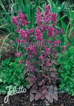 AGASTACHE Cana-Hybr. Bolero