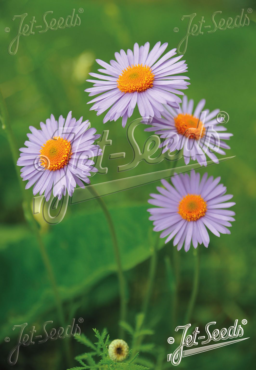 Aster tongolensis Wartburg Star