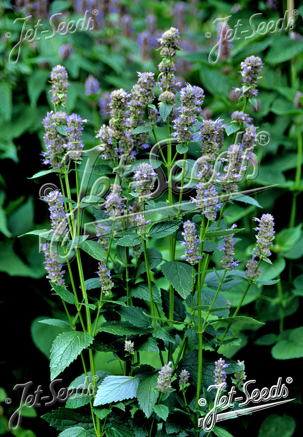 Agastache foeniculum - Anise Hyssop