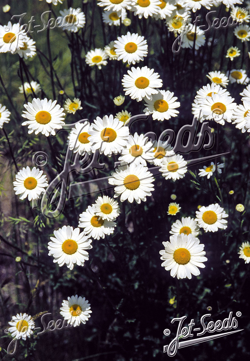 LEUCANTHEMUM vulgare 'Maikönigin' May Queen