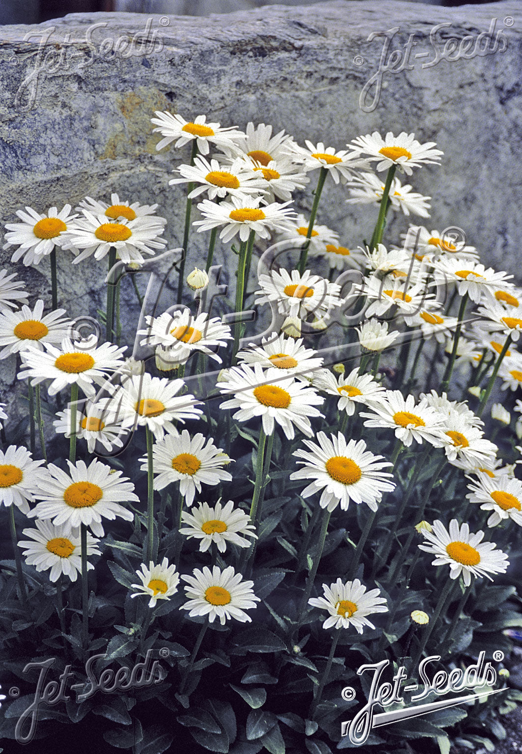 LEUCANTHEMUM x superbum Dwarf Shasta Daisy Silver Princess