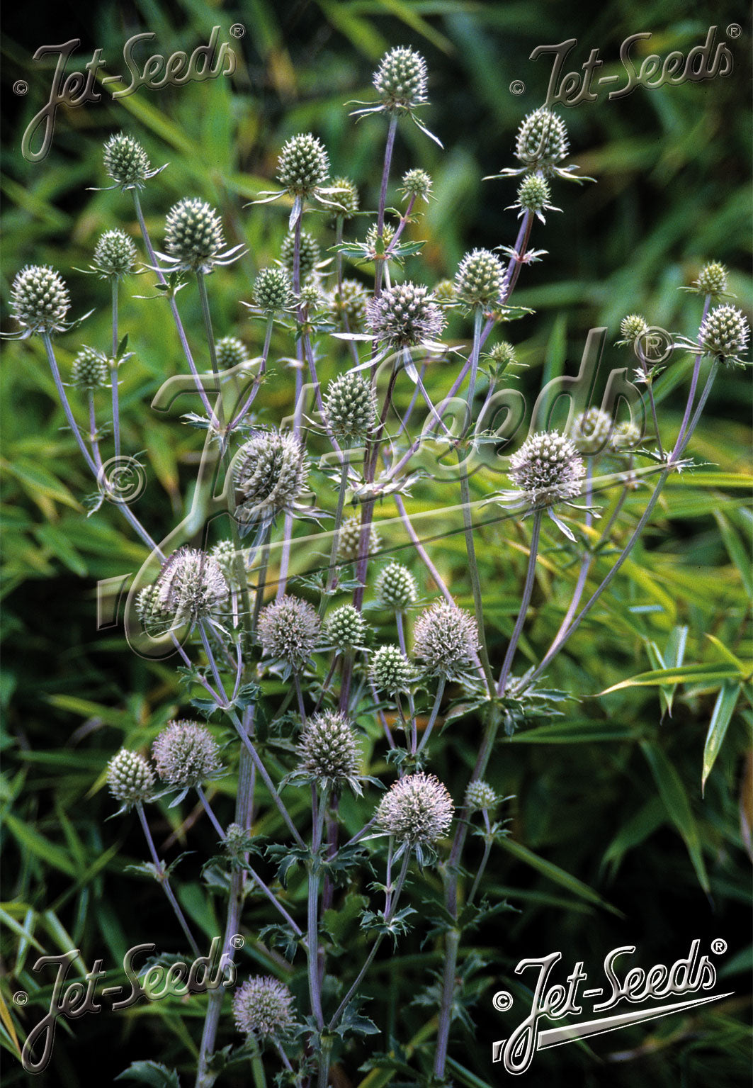 ERYNGIUM planum 'Silver Salentino'