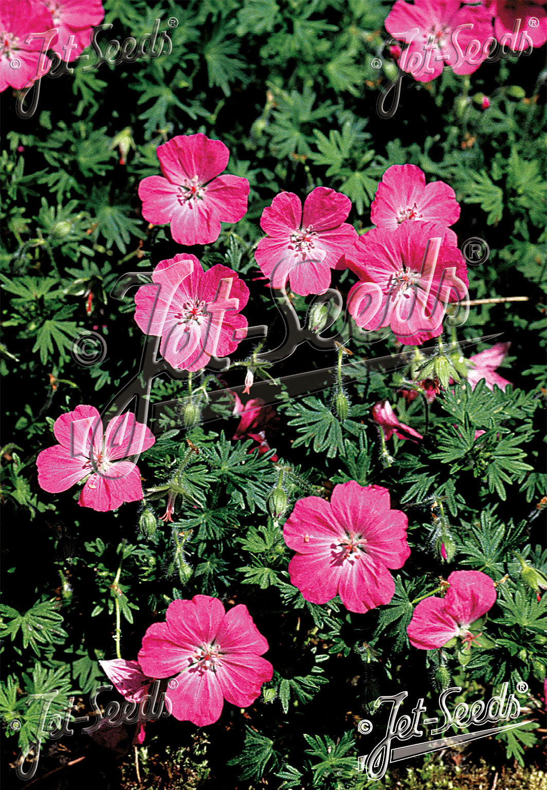 GERANIUM sanguineum Vision Violet